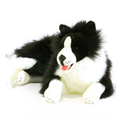 Border Collie - 62cm, lying