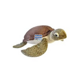 Green Sea Turtle- Jumbo 4kg+