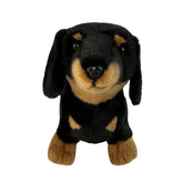 Dachshund - 36cm standing, black and tan 0.6kg