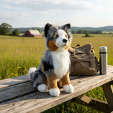 Tricolour Border Collie weight 1.4kg