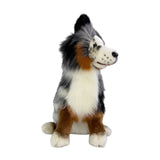 Tricolour Border Collie weight 1.4kg