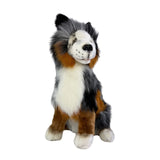 Tricolour Border Collie weight 1.4kg