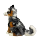 Tricolour Border Collie weight 1.4kg