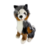 Tricolour Border Collie weight 1.4kg