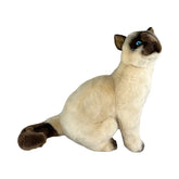 Siamese sitting up 36cm 1.7kg
