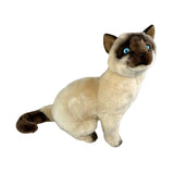 Siamese sitting up 36cm 1.7kg