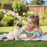 Siamese sitting up 36cm 1.7kg