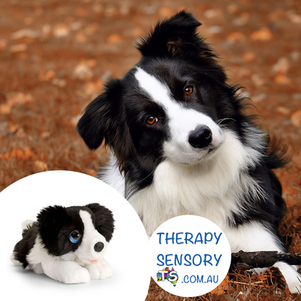 Black and white Border Collie from TherapySensory.com.au
