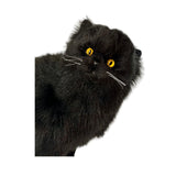 Chantilly Cat - 1kg sitting, weighted approx 1kg