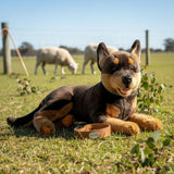 Kelpie - 62cm, lying