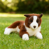 Border Collie - 62cm, lying, chocolate weighted aprox 3kg