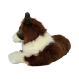 Border Collie - 62cm, lying, chocolate weighted aprox 3kg