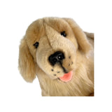 Golden Retriever - 50cm, lying, 1.8kg