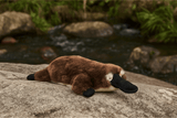 Platypus - 38cm, 1.5kg