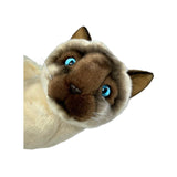 Siamese sitting up 36cm 1.7kg