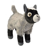Mini Goat