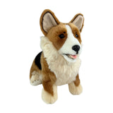Corgi weighted aprox 1.2kg
