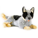 blue heeler