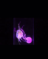 JINX Luminous Jellyfish® (out of stock, contact us for purchase possabilities)