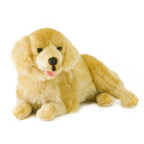 Golden Retriever 1.8kg