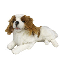 CAVALIER KING CHARLES SPANIEL 1.5kg Weighted