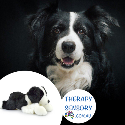 Black and white Border Collie from TherapySensory.com.au