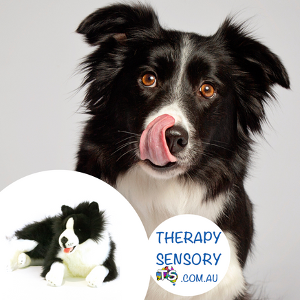 Black and white Border Collie from TherapySensory.com.au