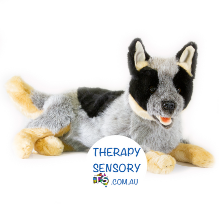 Blue heeler puppy from TherapySensory.com.au