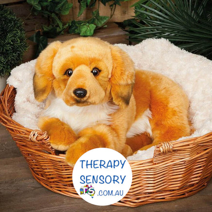 Golden retriever from TherapySensory.com.au laying in a basket.